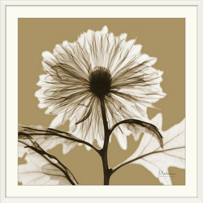Reproduction de photo de Manigault, sépia chrysanthème X par Kiranjit