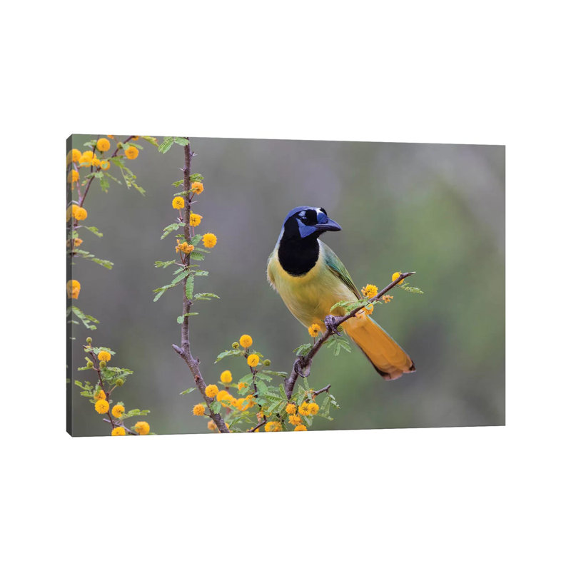 Green Jay by Larry Ditto - Wrapped Canvas Print, 101.6 cm H x 66.04 cm W x 3.175 cm D