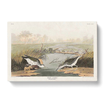 Spotted Sandpiper Birds by John Audubon - Wrapped Canvas Painting