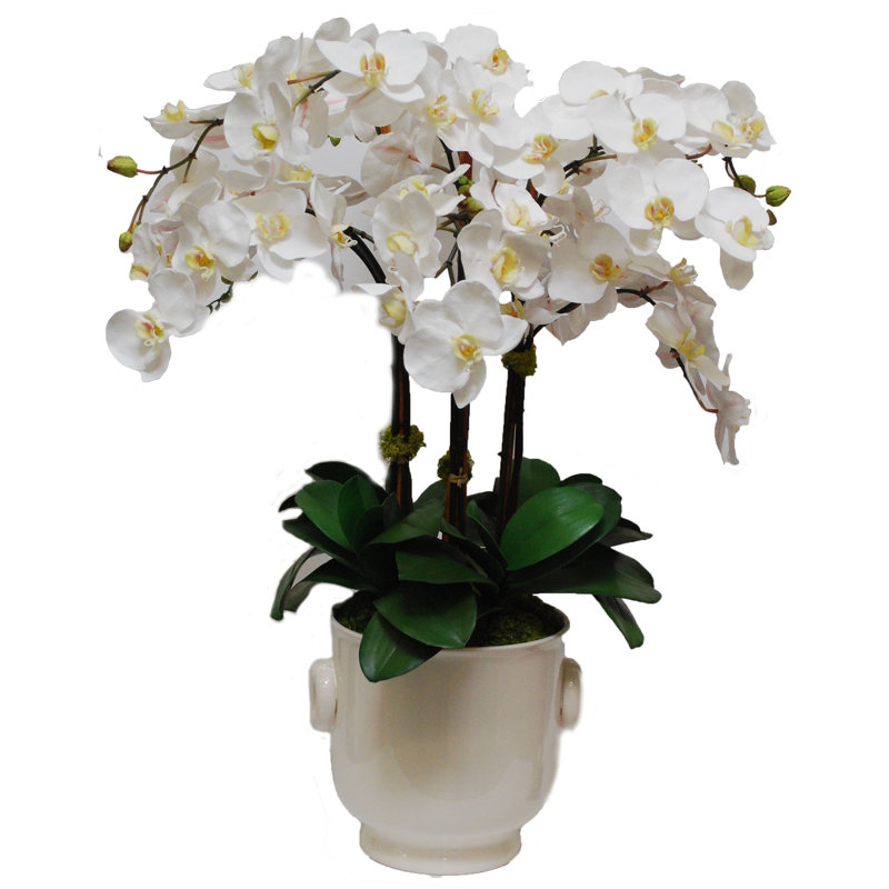 Phalaenopsis Orchid Floral Arrangement in Pot
