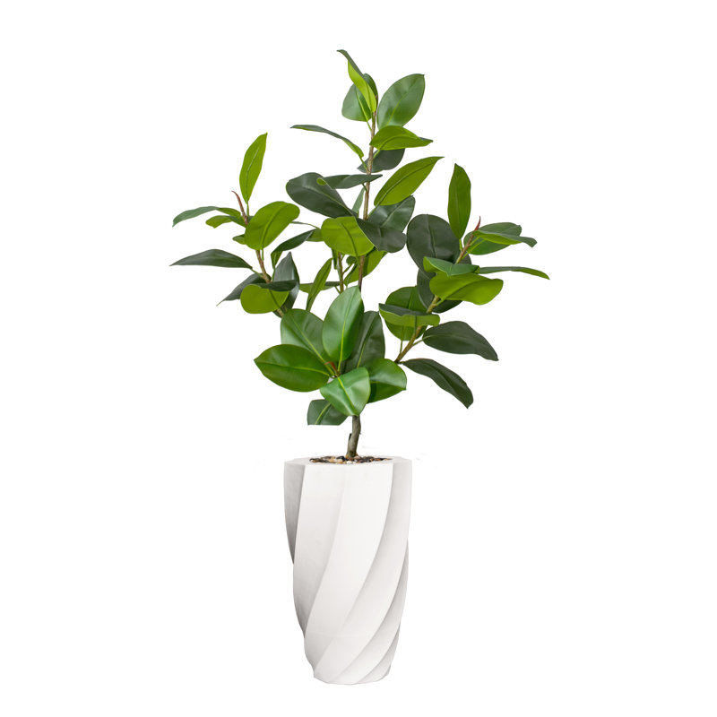 68'' Faux Rubber Plant Plant in Fiberstone Planter