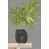 Black Floater Framed is unavailable