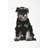 Miniature Schnauzer Print On Canvas