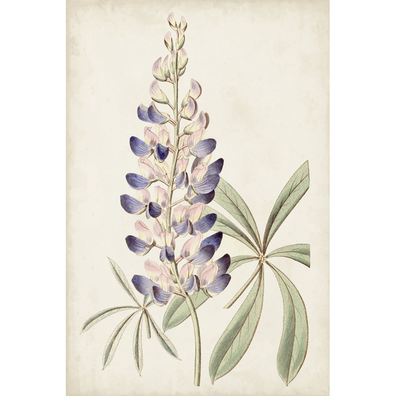 Antique Botanical Collection II by Ridgeway - Wrapped Canvas Art Prints, 122cm H x 81cm W, Black Floater Framed
