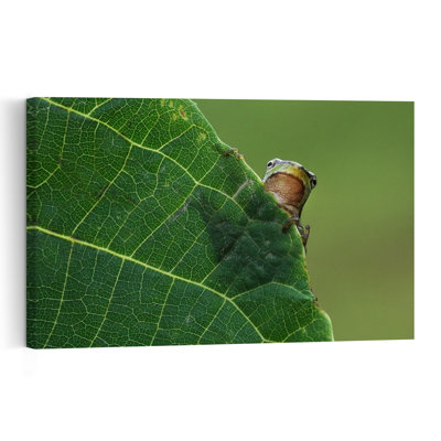 Peeking Tree Frog Tranquil Abstract Contemporary Frog Nature Plant Wall Art Print 1 Piece Wrapped Canvas Wall Art