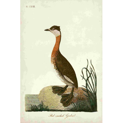 Grèbe à cou rouge