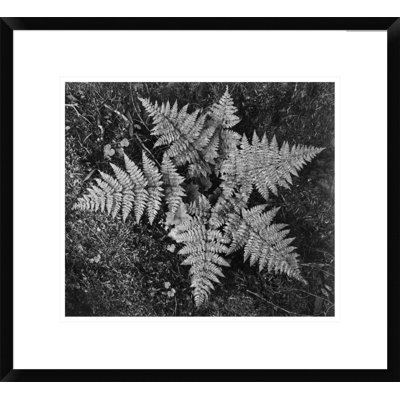 " Ferns, Glacier National Park, Montana - 1941 " by Ansel Adams