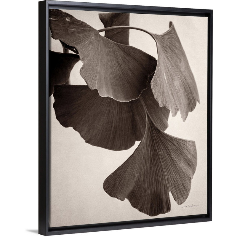 Gingko sépia - reproduction sur toile, H 22 po x l 18 po x P 1,75 po, Cadre flottant noir