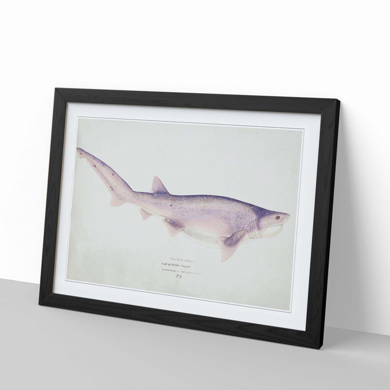 Illustration of a Tiger Shark by F.E. Clarke - Picture Frame Painting Print, 27cm H x 36cm W x 2cm D, Black Framed