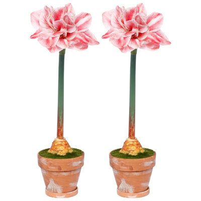 Potted Amaryllis Flower, 26 Inches