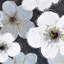Fleurs grises - reproduction encadrée mat pour décor de salon-2008793097-2008793099