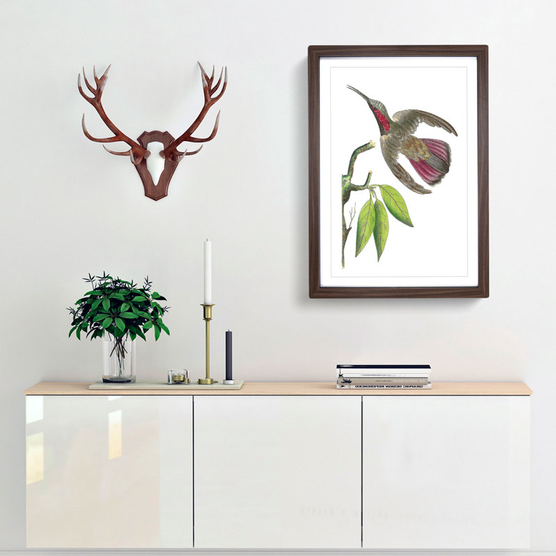 Purple-Tailed Hummingbird by George Shaw - Framed Print, Walnut Framed, 48cm H x 36cm W x 2cm D