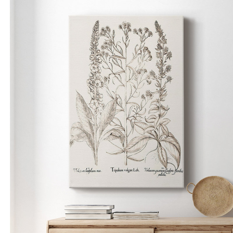 Toile tendue sépia Besler Botanicals, H 12 po x l 8 po x P 1,5 po