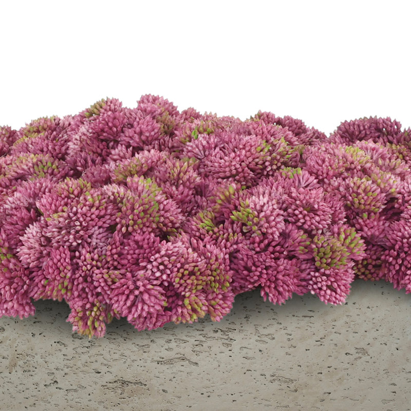 Sedum disposée en pot de fibres, Gris, Rose