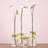 Vase Trio Set of 4 With Teardrop Round and Jug Shapes 15" H With Sage Green Ribbon Sleek And Chic