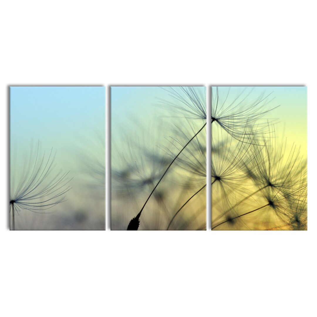 3-tlg. Leinwandbilder-Set Dandelions with Dewdrops