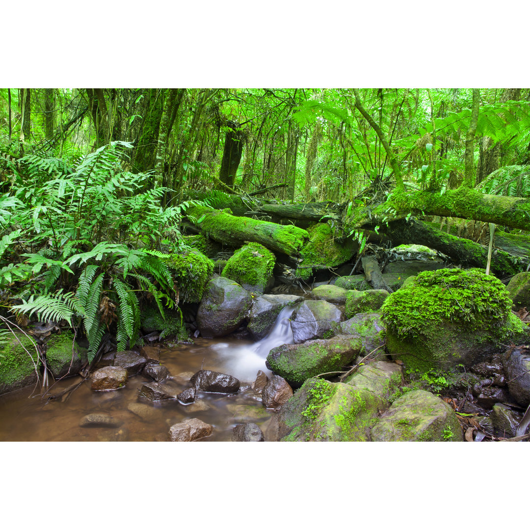 Rainforest von Benstevens - Leinwanddrucke auf Leinwand