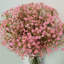 Fleurs, fleurs, bébés, buissons-396570838