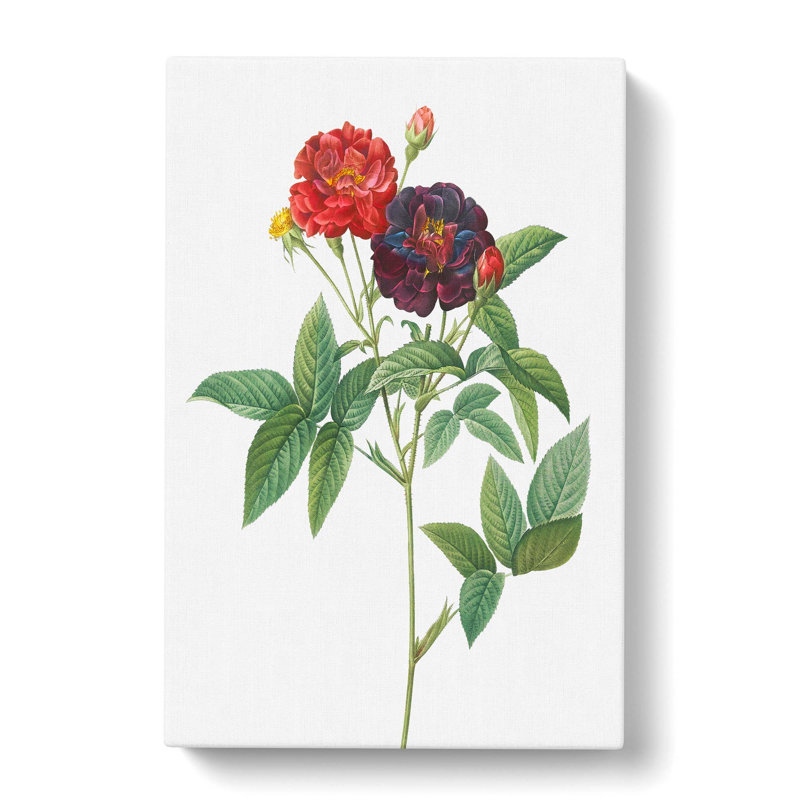 Rose Of Van Eeden by Pierre-Joseph Redoute - Wrapped Canvas, 76cm H x 50cm W x 3cm D