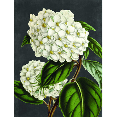 " Hydrangea " by Lettered & Lined
