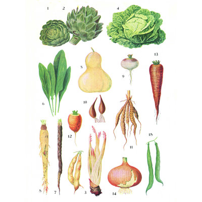 " Vintage Produce Illustration "