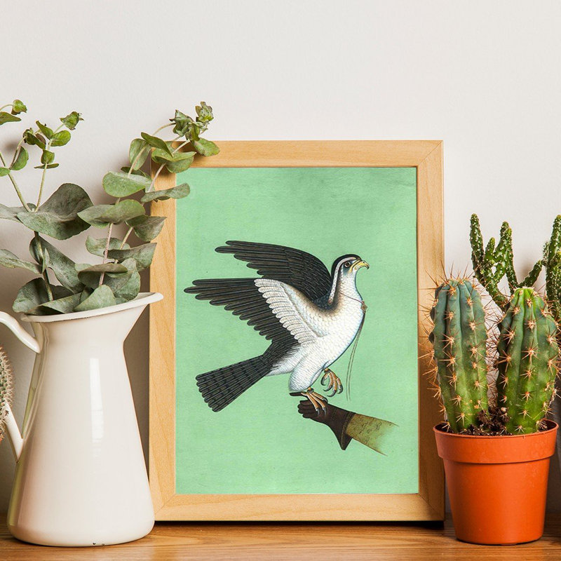Royal Hawk utilisé pour la fauconnerie | Peinture à l'aquarelle sur papier