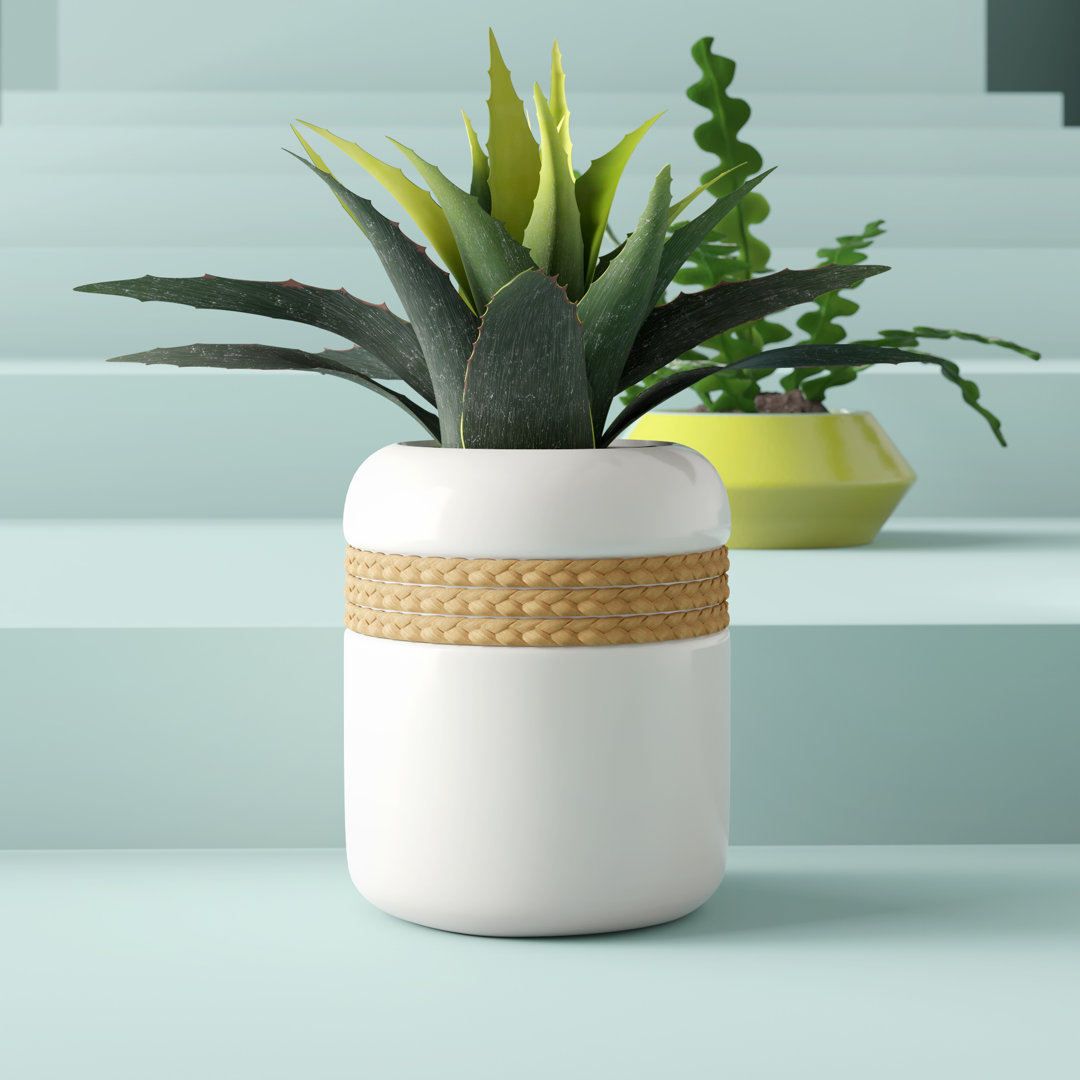 14'' Faux Star Succulent Plant in Planter Hashtag Home