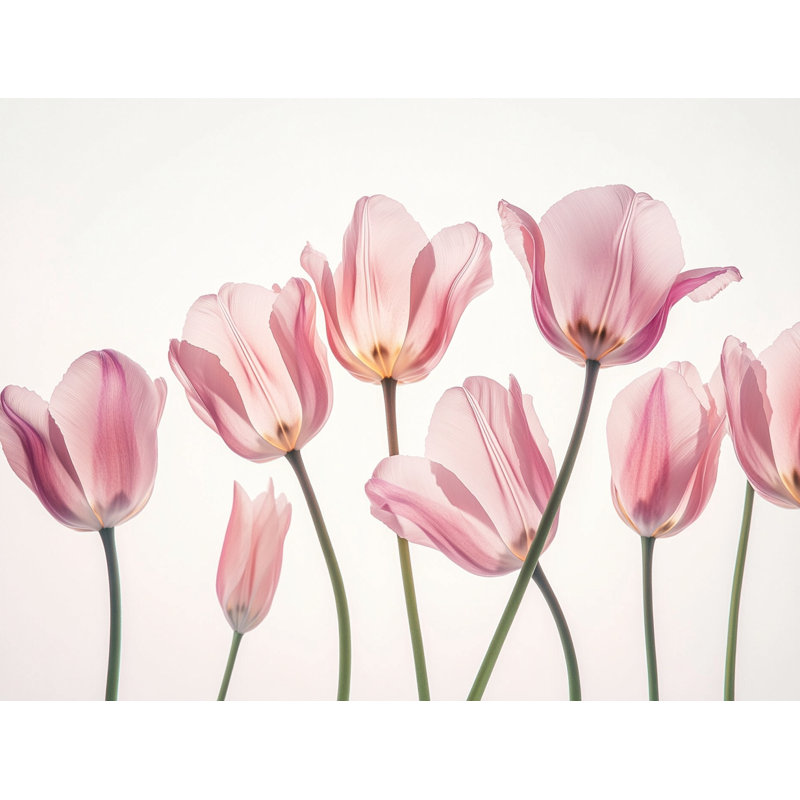 «Whispers of Spring - Botanical Tulip», art mural, H 30 po x l 40 po
