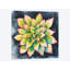 « succulent rosette iv », impression sur toile-32566956-72224664-72224665