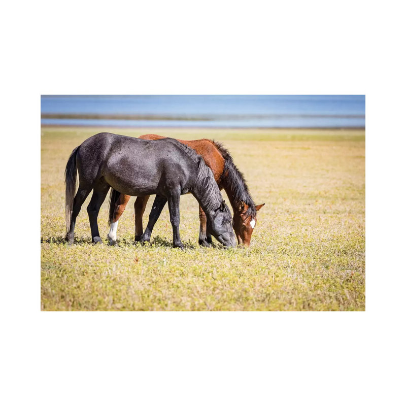 USA, Colorado, San Luis. Wild horse adults grazing. 1 Piece Wrapped Canvas Wall Art, 66.04cm H x 101.6cm W
