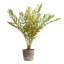 Zamia Uttermost dans un pot de fleurs