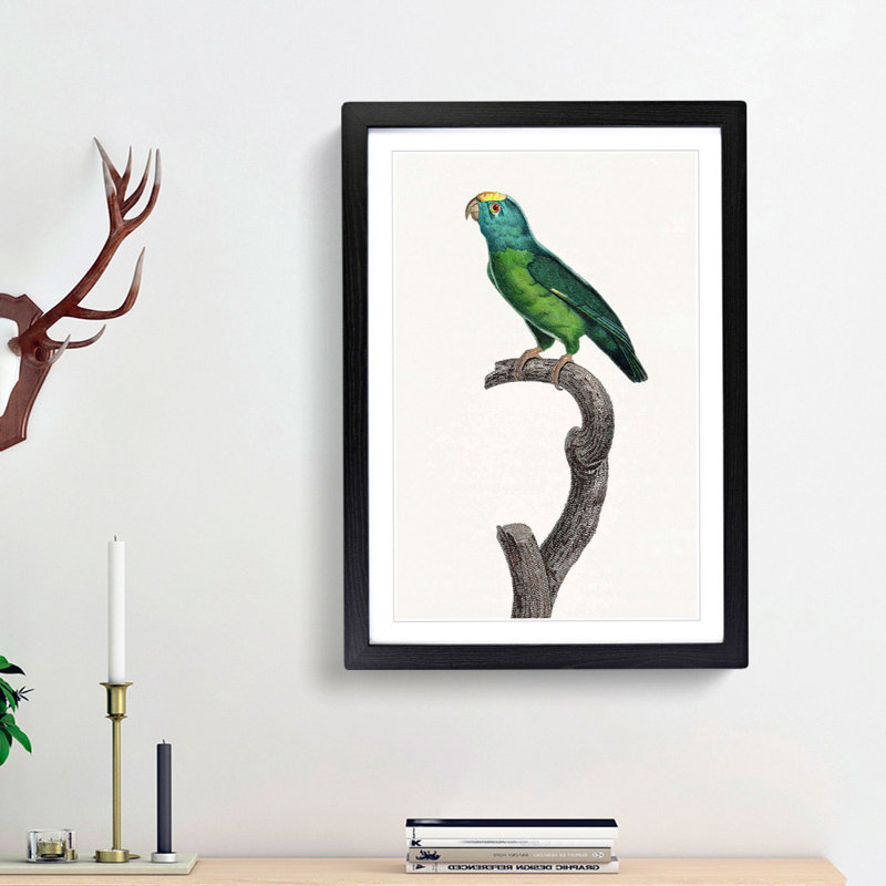 Tui Parakeet by F. Levaillant - Picture Frame Painting Print, 65cm H x 48cm W x 2cm D, Black Framed