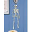 The Holiday Aisle® 12 PCS Décoration suspendue squelette 20 ", squelette réaliste avec os en plastique réglables pour la décoration d'Halloween intérieure et extérieure, parfaite pour la maison hantée et le décor de cimetière
