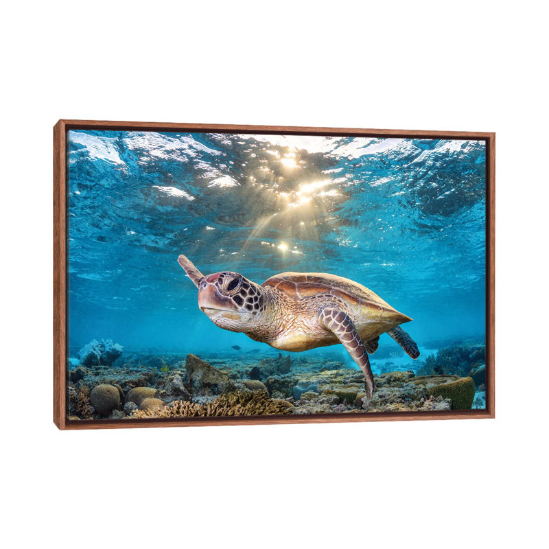«Natation dans la lumière dorée» par Jordan Robins - reproduction de photo, H 18 po x l 26 po x P 1,5 po, Aucun mat