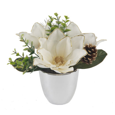 Magnolia en pot