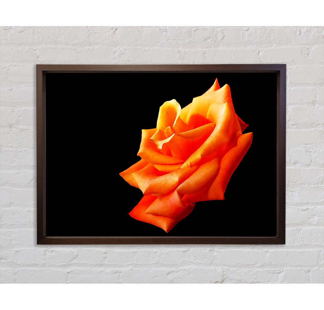 Single Rose In Bloom - Single Picture Frame Kunstdrucke auf Leinwand