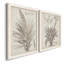 Sépia plantes exotiques III - ensemble de 2 reproductions de dessins encadrés-1000909436-1000909437