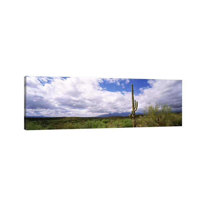 Cactus In A Desert, Saguaro National Monument, Tucson, Arizona, USA - Wrapped Canvas Panoramic Print