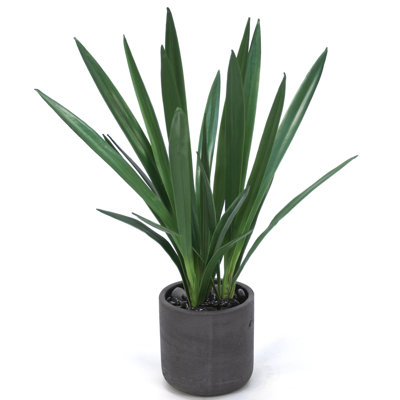 Cymbidium orchidée en pot