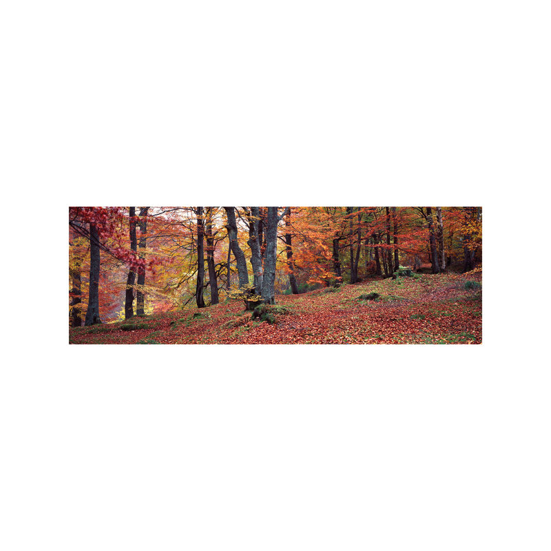 Beech Trees In Autumn, Aberfeldy, Perth And Kinross, Scotland - Wrapped Canvas Panoramic Print