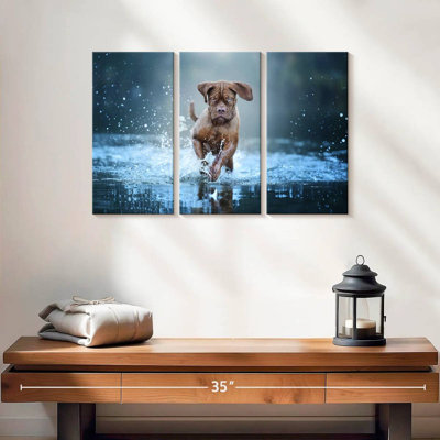 Splashing Mastiff Dog