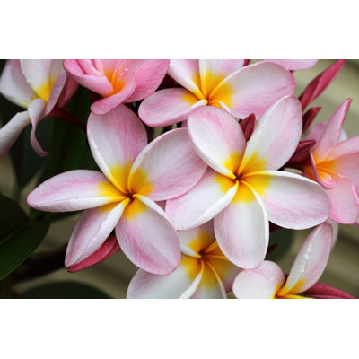 «Pink Frangipani (Plumeria) Flower» par - Photographie sur toile tendue