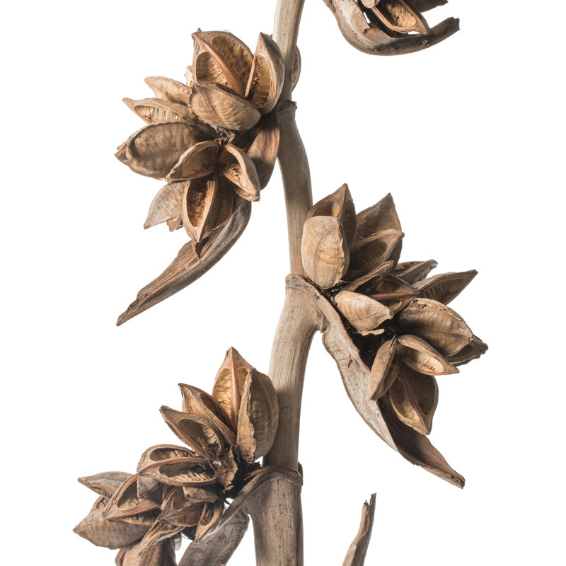 Star Pod Plant, Natural