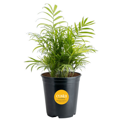 Costa Farms Neanthebella Palm Grower Plant