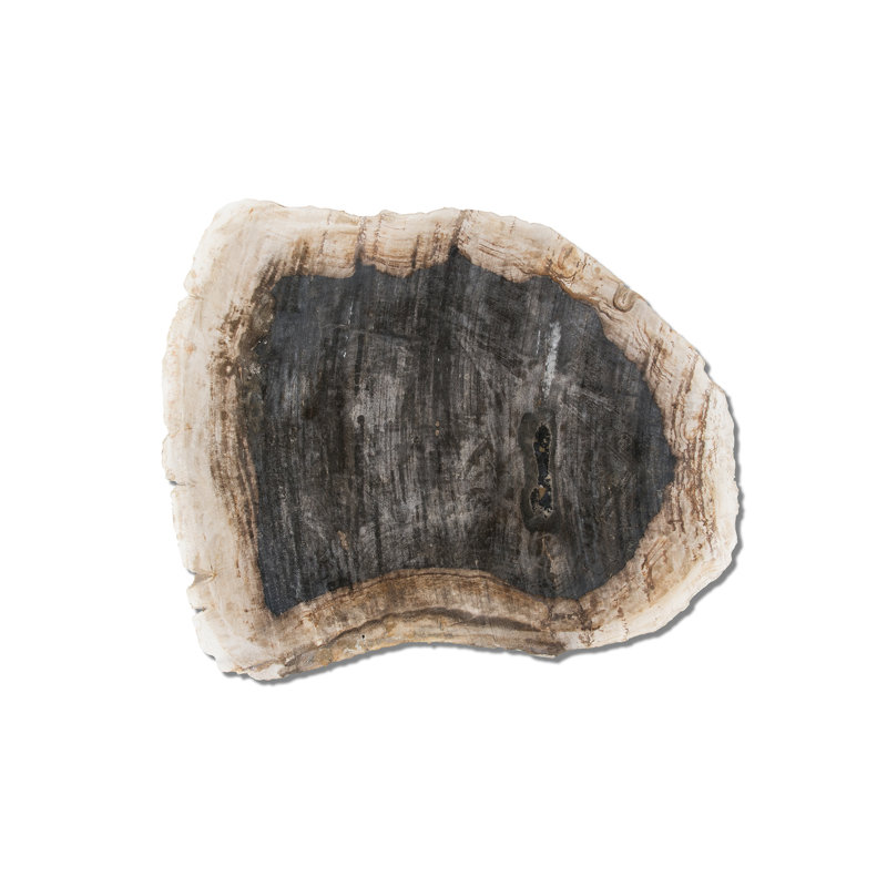 Assiette en bois pétrifié, 1" H x 19" L x 16" P