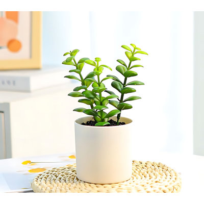 Plante grasse de 7,08 po