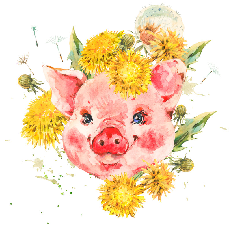 Cute Pig - Wrapped Canvas Print, 76cm H x 76cm W x 3.8cm D