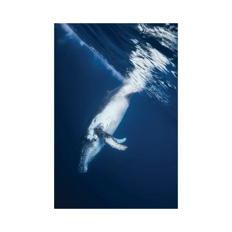 Reversing Humpback Whale by Barathieu Gabriel - Wrapped Canvas Print, 66.04 cm H x 45.72 cm W x 1.91 cm D