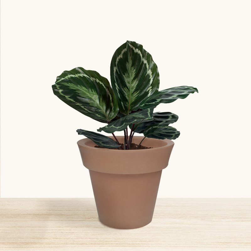 ECOBO Pot à fleurs rond écologique à l'intérieur et à l'extérieur, pour utilisation durable et légère
