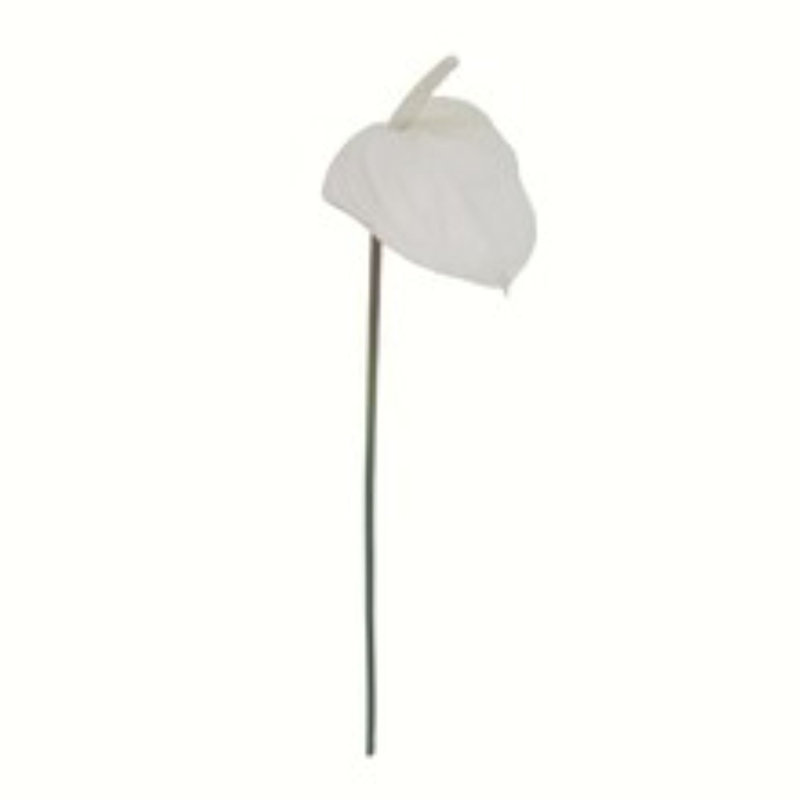 29 po Anthurium - paquet de 4